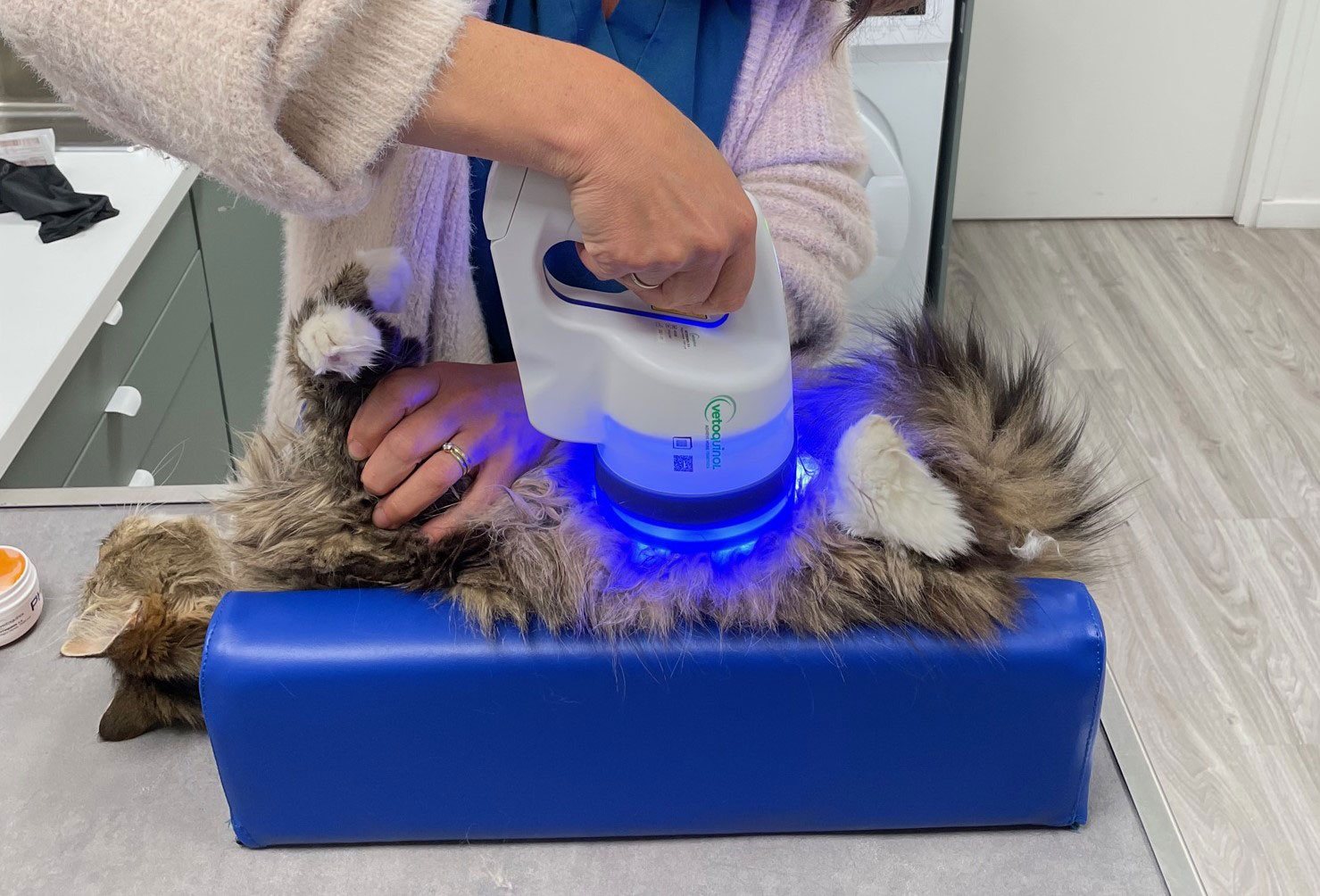 Cliniques Vétérinaire du Bailliage et de la Lys - Examen à la lampe de Wood,  permettant de diagnostiquer une Teigne chez un jeune chat . Vous pouvez  remarquer les poils fluorescents. Toutefois
