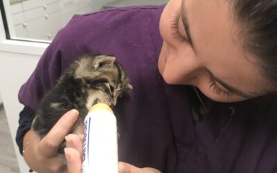 La saison des abandons