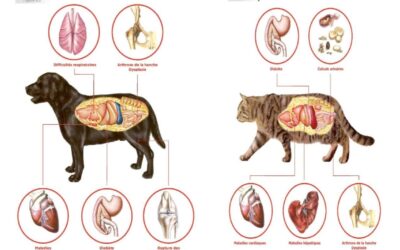 La prise de poids animale