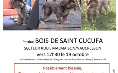 Chien perdu bois de Saint Cucufa 19/10