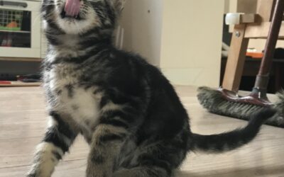 Notre petit chaton est adopté