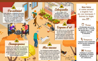 Les dangers de l’automne