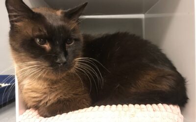 Les propriétaires de COCO retrouvés !