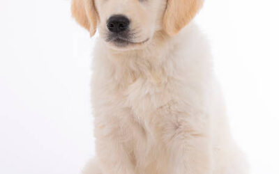 Du foot pour nos chiens âgés!