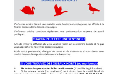 La grippe aviaire