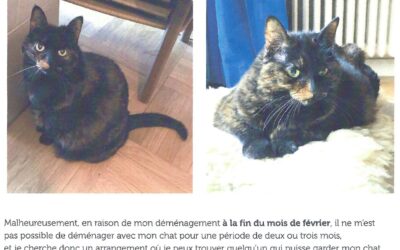 Paillette cherche une famille !