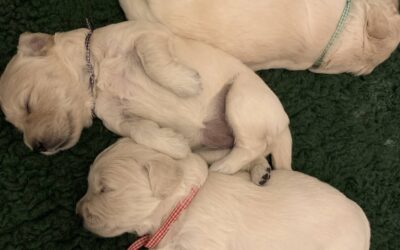 Des nouvelles des chiots golden !