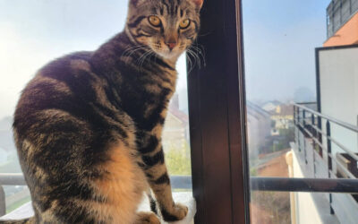 Petit chaton devient grand