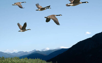 Diminution de diffusion de la grippe aviaire