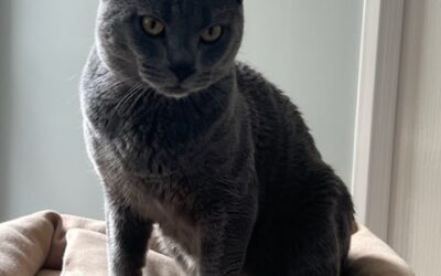 Chartreux de 2 ans cherche famille