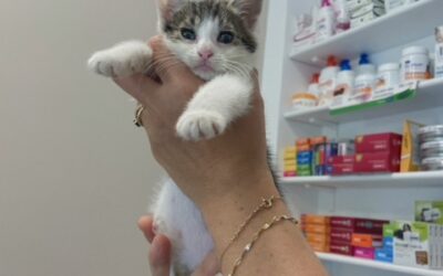 Chaton abandonné cherche famille