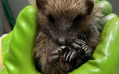 Des nouvelles de notre hérisson