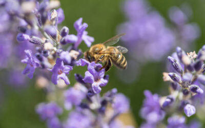Nos précieuses abeilles noires