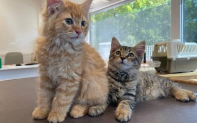 Patients de la semaine