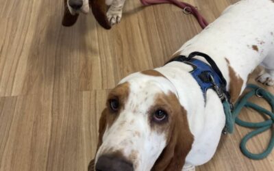 Des dents toutes propres !