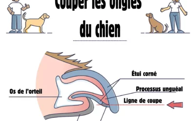 Comment couper les griffes de mon animal
