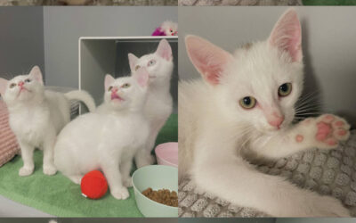 Chatons à l’adoption