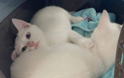 Ils ont été adoptés !