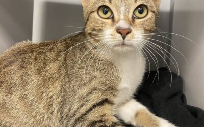 Chaton cherche une famille