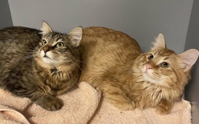 Des nouvelles d’Hector et Milo