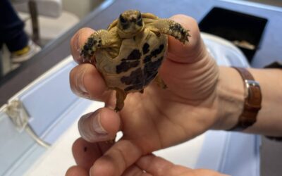 Une toute petite patiente