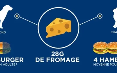 Savez-vous à quoi équivaut 28g de fromage pour votre animal ?