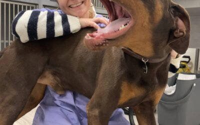 Voilà un vrai dobermann !