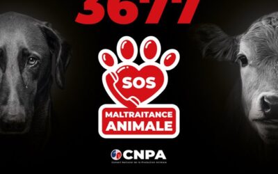 Numéro pour la maltraitance animale