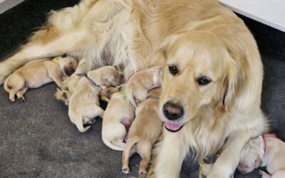 Portée de Golden Retriever