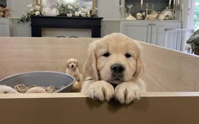 Visite à domicile pour les chiots