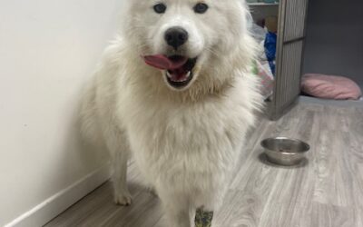 Notre rescapée des chenilles processionnaires