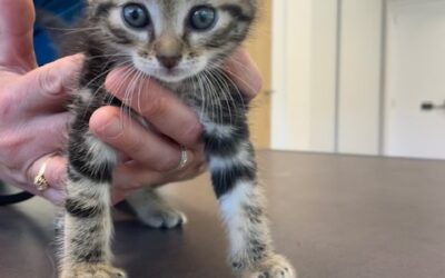 Tout petit chaton adopté