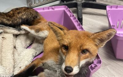 Sauvetage d’un renard